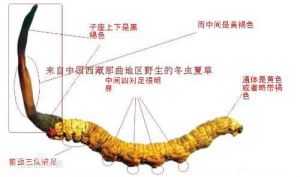 肇庆回收冬虫夏草讲述冬虫夏草采